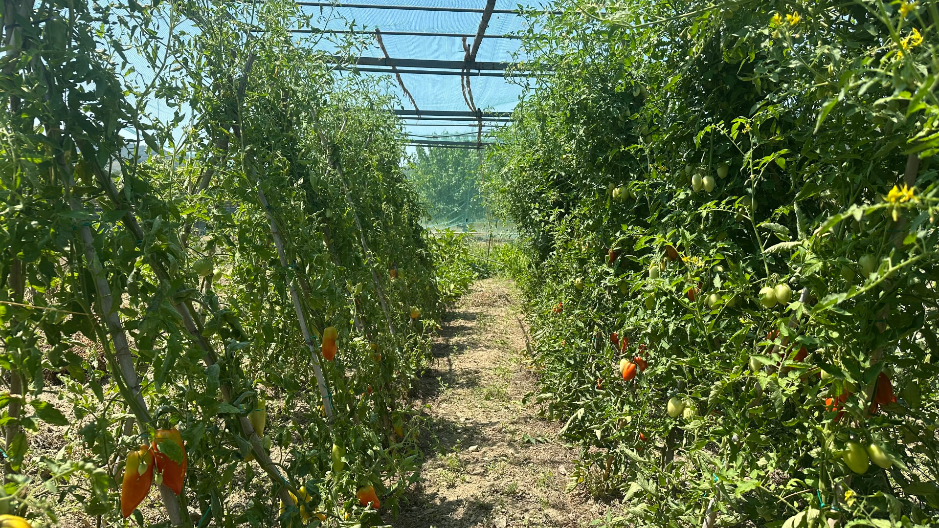 Experience, Die Obstgärten