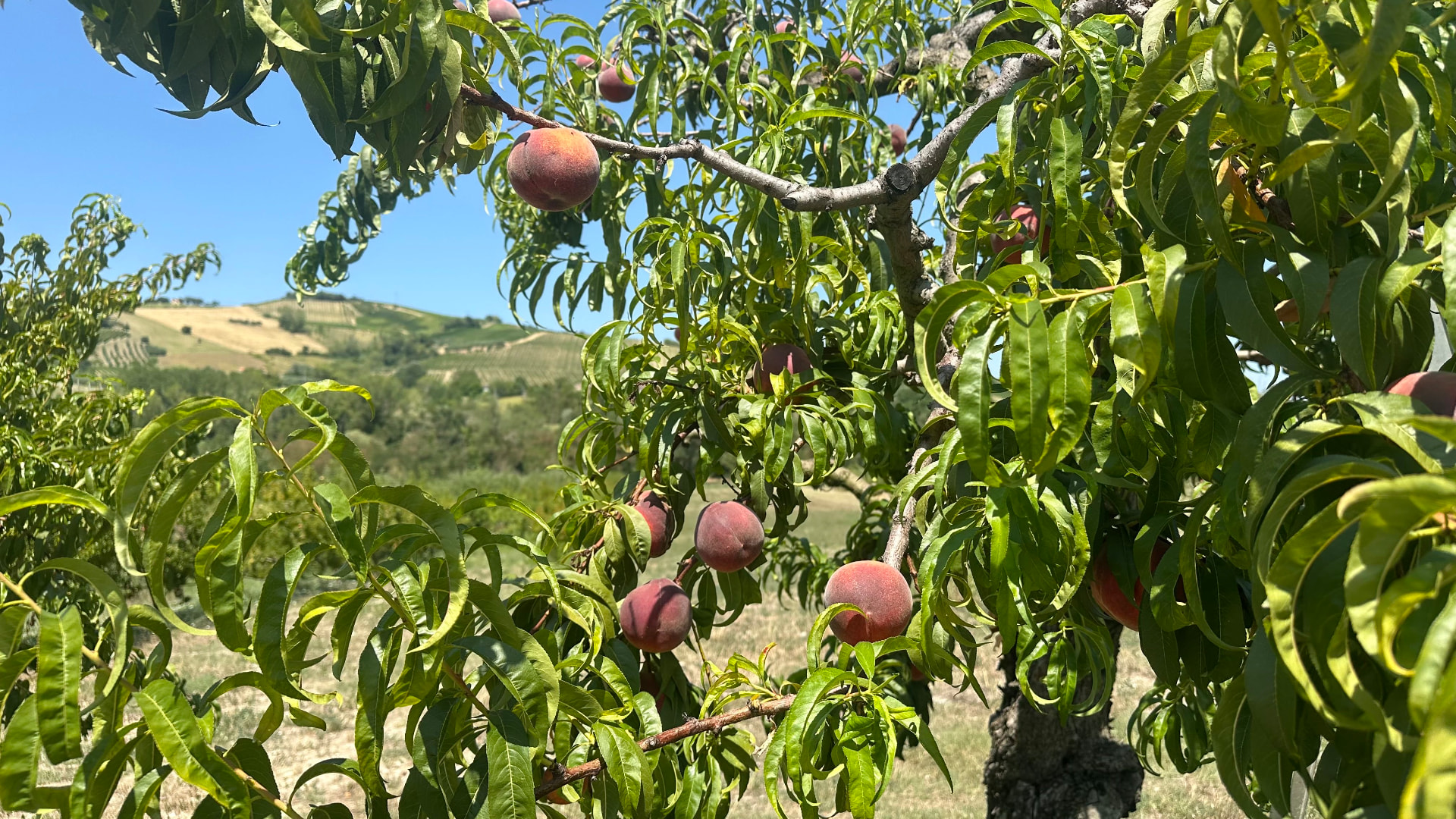 Experience, Die Obstgärten